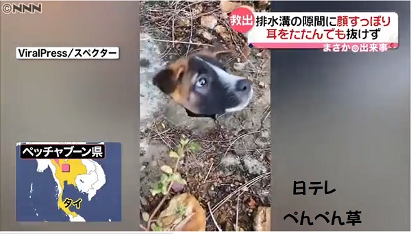 排水溝の隙間に顔すっぽり「助けて！」犬が必死のアピール　タイ